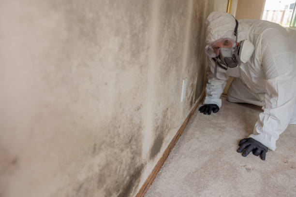 Reliable Plumsteadville, PA Mold Removal Solutions